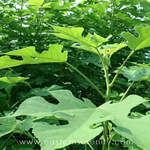 mulberry-paper-bush-2